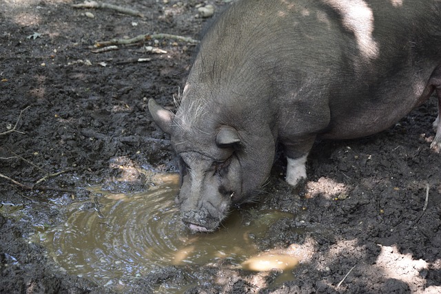 决赛与亚特 决赛与亚特