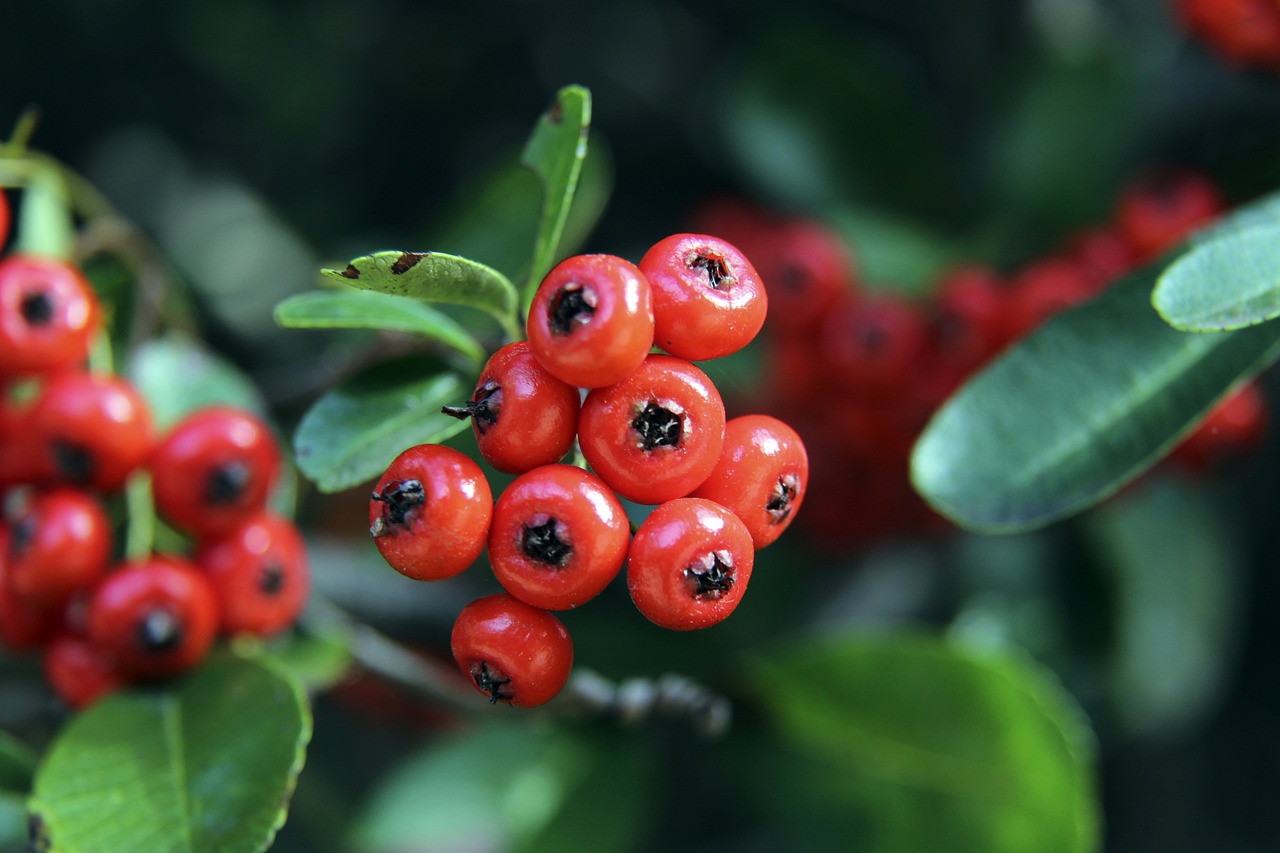 自甘风险 自甘风险